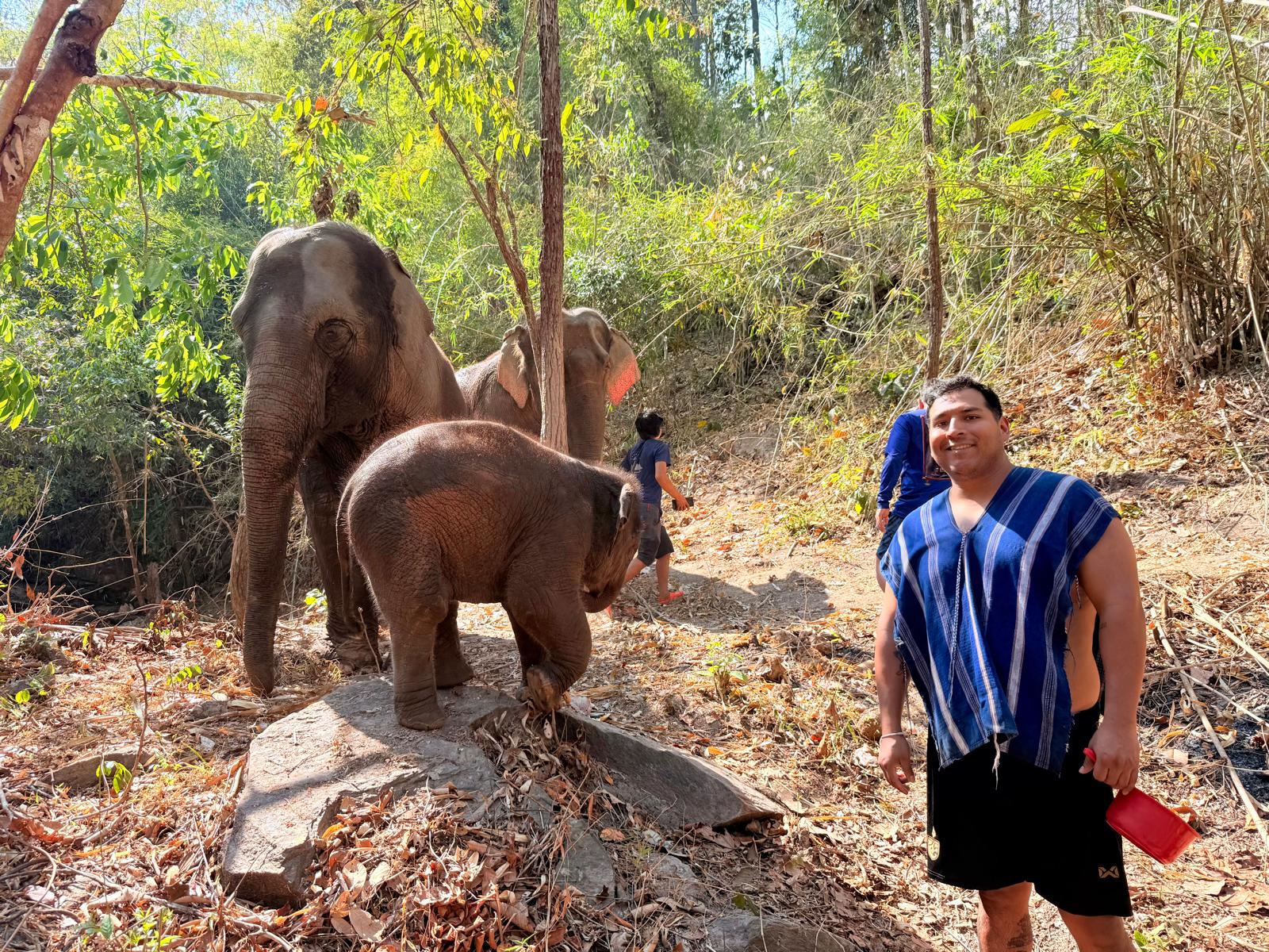 elephant1