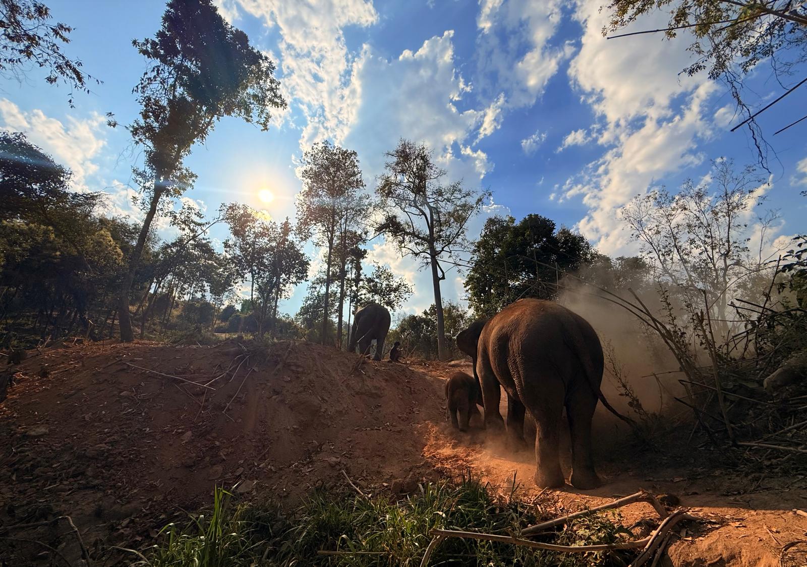 elephant2