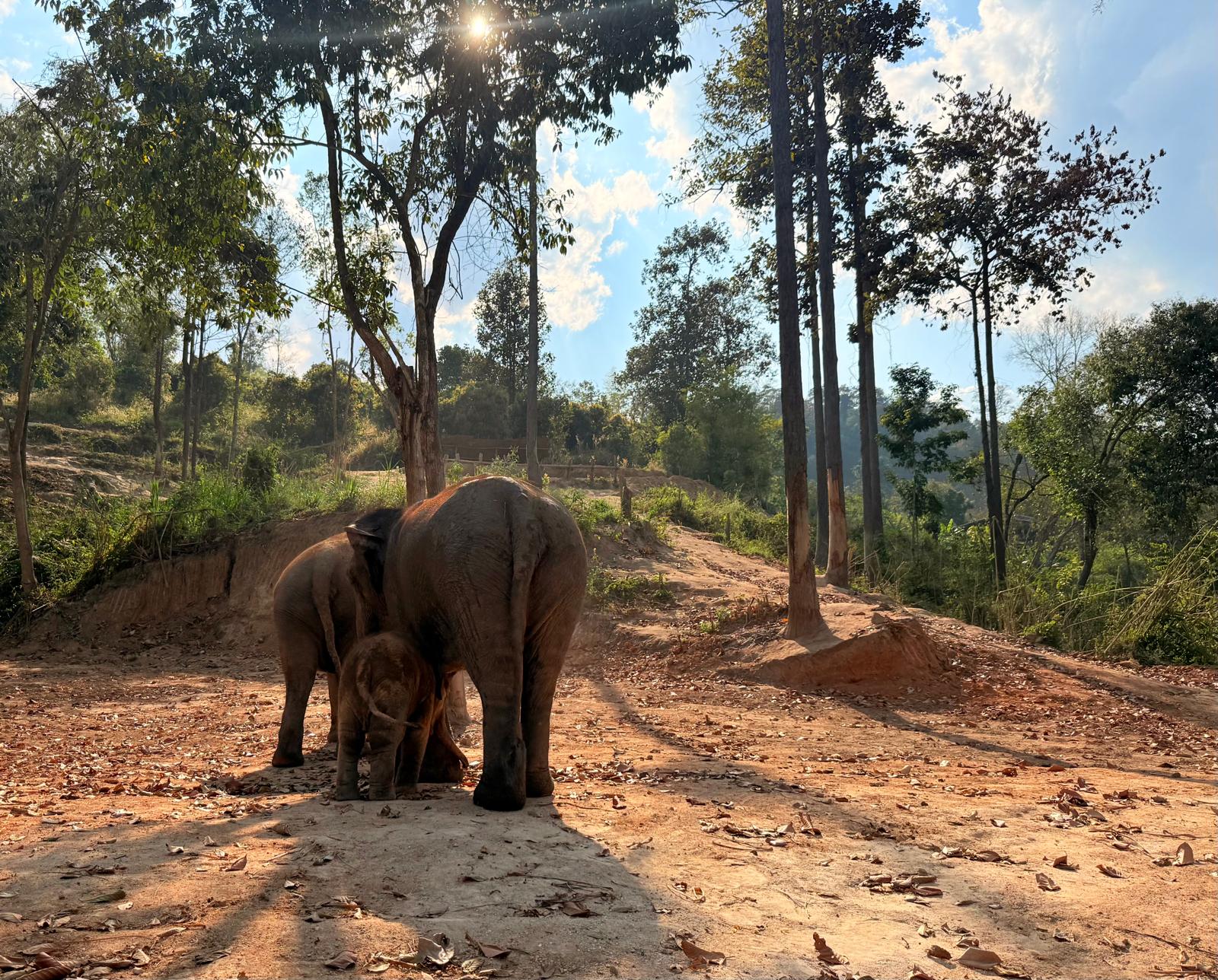 elephant3